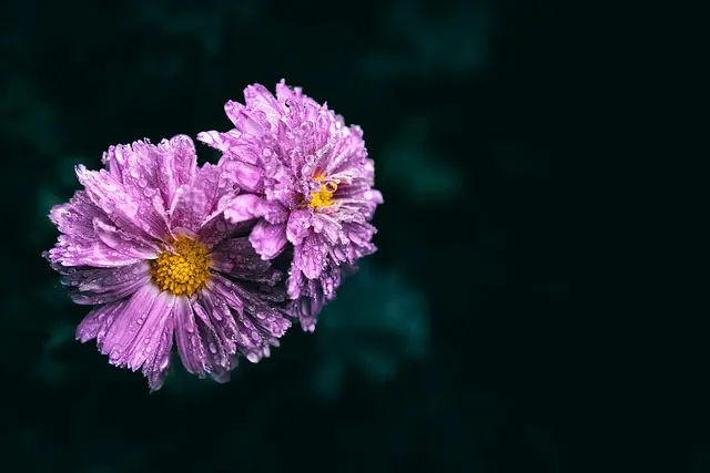 Comment Évaluer l'Impact Émotionnel d'un Accompagnement Funéraire