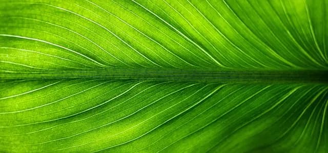 Comment Choisir un Accompagnement Funéraire Éthique et Respectueux