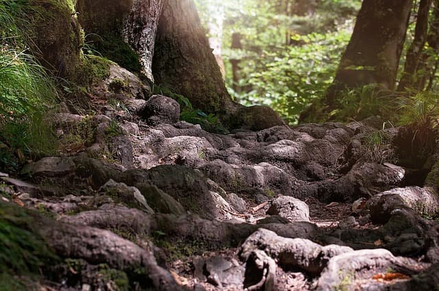 Les Clés pour Choisir un Accompagnement Funéraire Écologique