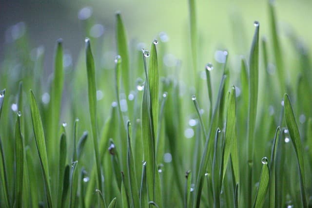 Les Avantages d'un Accompagnement Funéraire Écologique