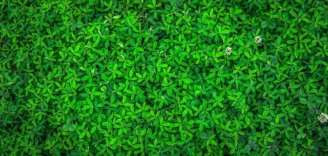 Les Avantages d'un Accompagnement Funéraire Écologique
