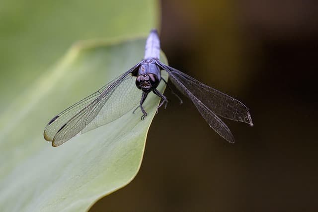 Les Avantages d'un Accompagnement Funéraire Écologique